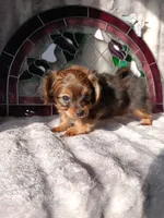 Prince , a male Yorkshire Terrier for sale in Ann Arbor, MI – 3 of 4