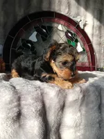 Trixie , a female Yorkshire Terrier for sale in Ann Arbor, MI – 5 of 5