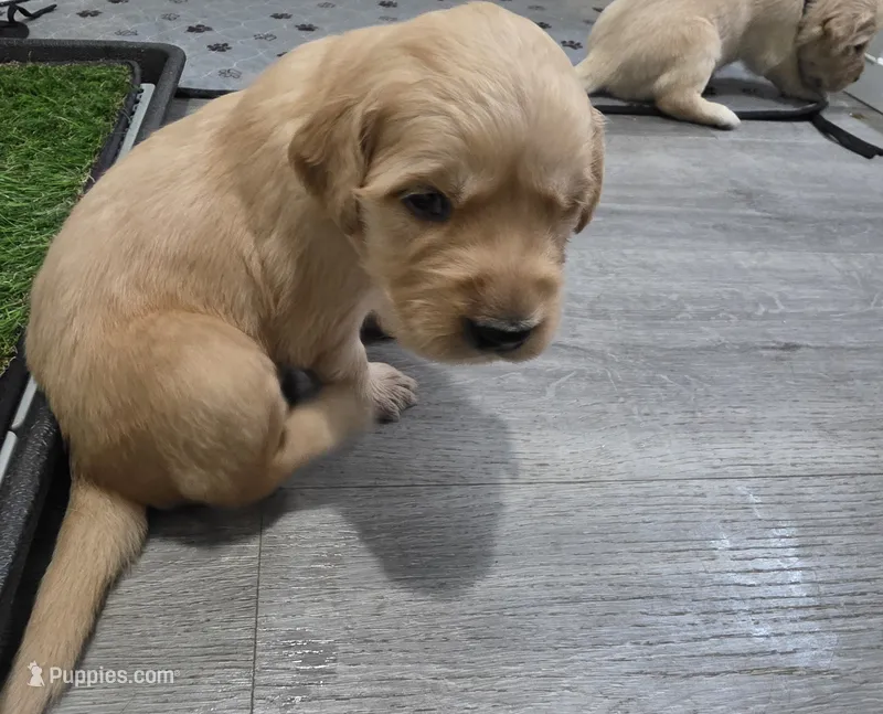 AKC-Purebred Golden Retriever Light-Green Collar Girl – Golden Retriever puppy for sale in Asheville, NC