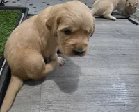 AKC-Purebred Golden Retriever Light-Green Collar Girl, a female Golden Retriever for sale in Asheville, NC – 5 of 10