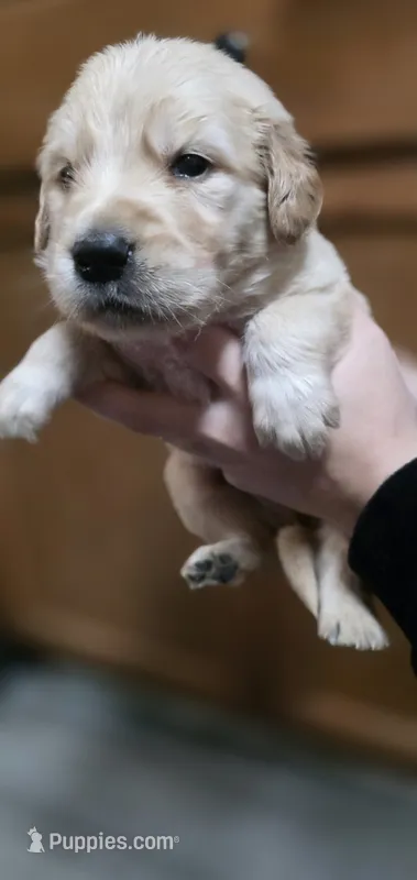 AKC-Purebred Golden Retriever Black Collar Boy – Golden Retriever puppy for sale in Asheville, NC