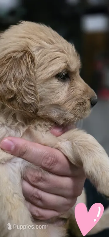 AKC-Purebred Golden Retriever Pink Collar Girl – Golden Retriever puppy for sale in Asheville, NC