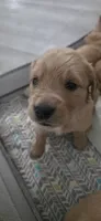 AKC-Purebred Golden Retriever Gray Collar Girl, a female Golden Retriever for sale in Asheville, NC – 8 of 10