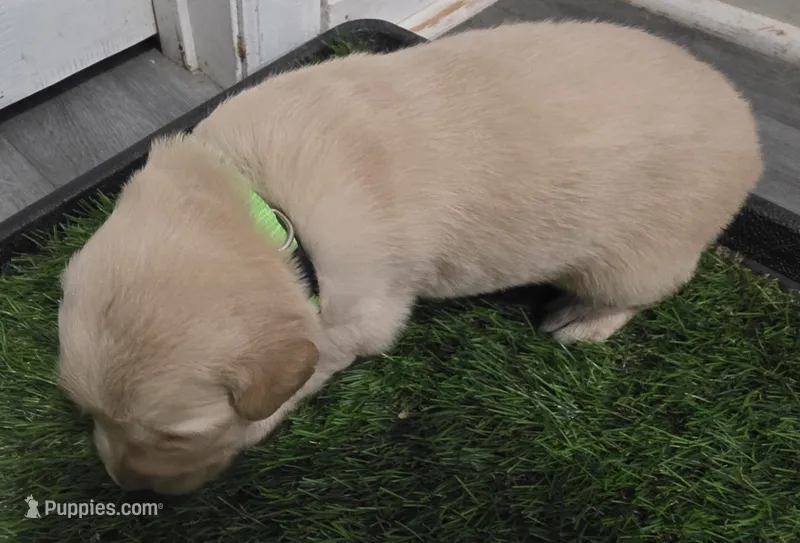 AKC-Purebred Golden Retriever Green Collar Boy – Golden Retriever puppy for sale in Asheville, NC