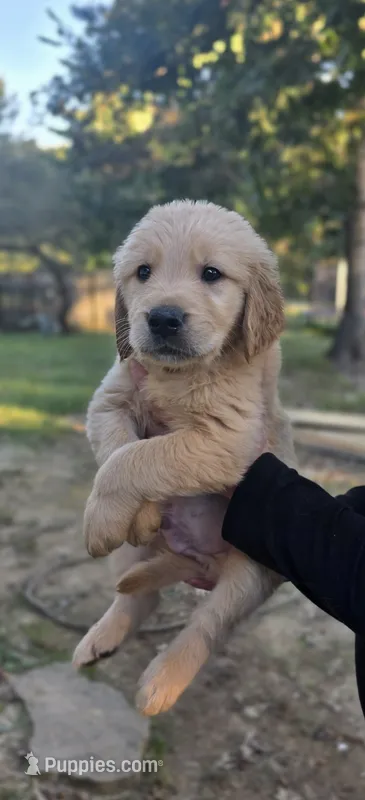AKC-Purebred Golden Retriever Red Collar Boy – Golden Retriever puppy for sale in Asheville, NC
