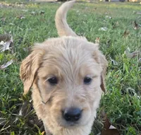 AKC-Purebred Golden Retriever Gray Collar Girl, a female Golden Retriever for sale in Asheville, NC – 2 of 10