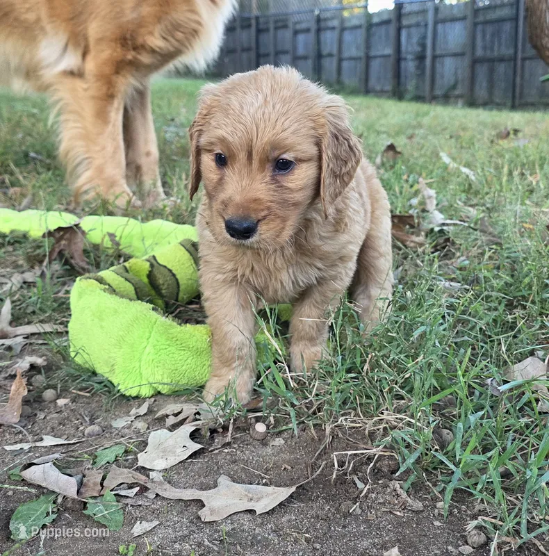AKC-Purebred Golden Retriever Blue Collar Boy – Golden Retriever puppy for sale in Asheville, NC