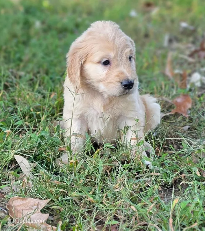 AKC-Purebred Golden Retriever Violet Collar Boy – Golden Retriever puppy for sale in Asheville, NC