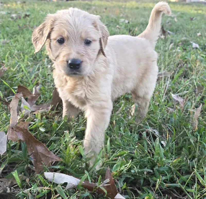AKC-Purebred Golden Retriever Gray Collar Boy – Golden Retriever puppy for sale in Asheville, NC