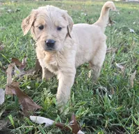 AKC-Purebred Golden Retriever Gray Collar Girl, a female Golden Retriever for sale in Asheville, NC – 1 of 10