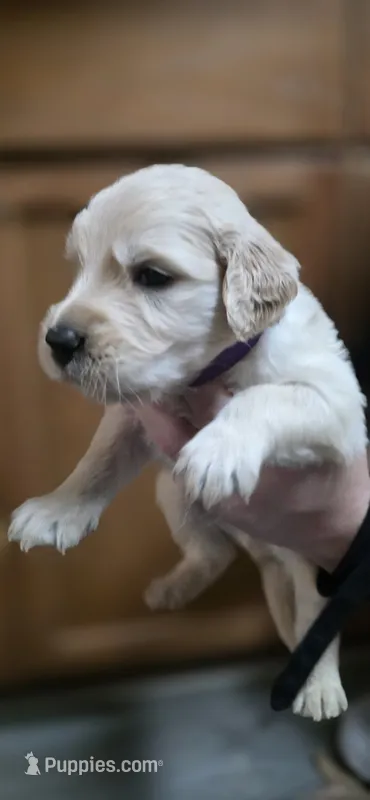 AKC-Purebred Golden Retriever Violet Collar Boy – Golden Retriever puppy for sale in Asheville, NC