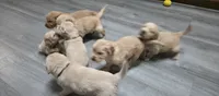 AKC-Purebred Golden Retriever Orange Collar Girl, a female Golden Retriever for sale in Asheville, NC – 4 of 10