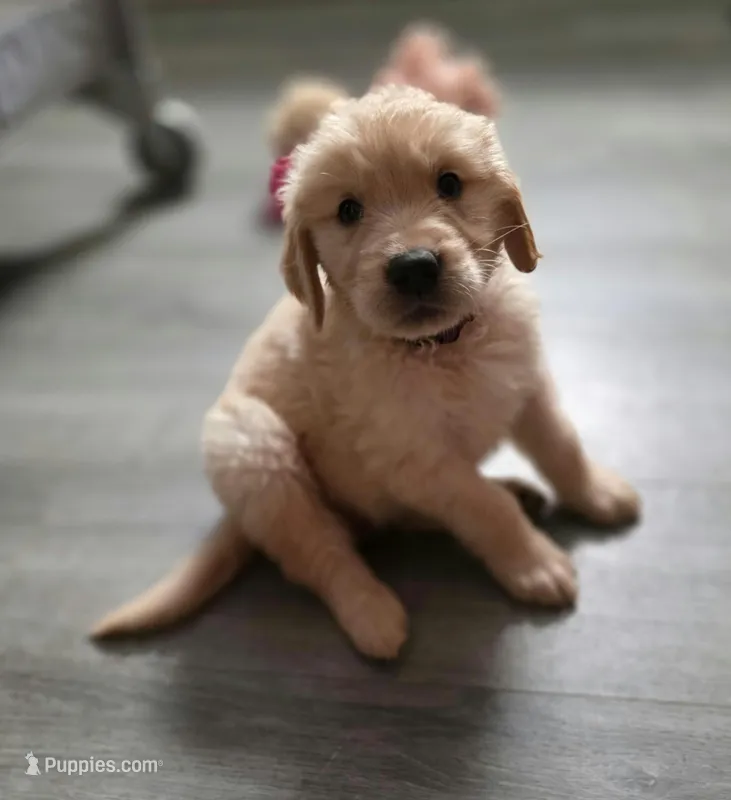 AKC-Purebred Golden Retriever Violet Collar Boy – Golden Retriever puppy for sale in Asheville, NC