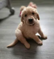 AKC-Purebred Golden Retriever Violet Collar Boy, a male Golden Retriever for sale in Asheville, NC – 1 of 10