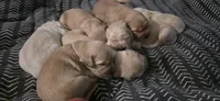 AKC-Purebred Golden Retriever Orange Collar Girl, a female Golden Retriever for sale in Asheville, NC – 2 of 5