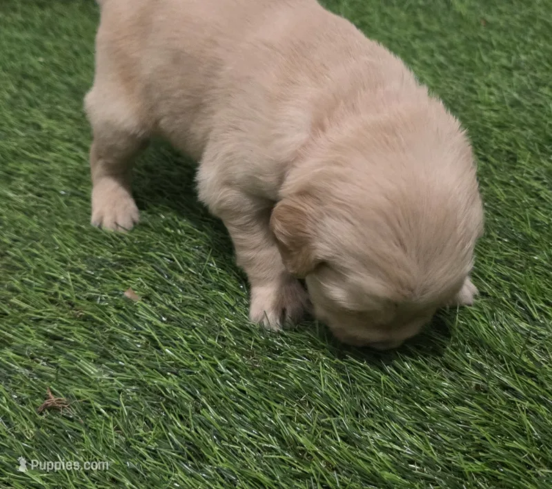 AKC-Purebred Golden Retriever Red Collar Boy – Golden Retriever puppy for sale in Asheville, NC