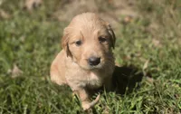 AKC-Purebred Golden Retriever Gray Collar Girl, a female Golden Retriever for sale in Asheville, NC – 5 of 10