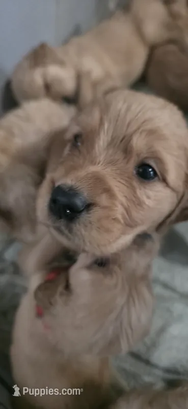 AKC-Purebred Golden Retriever Brown Collar Boy – Golden Retriever puppy for sale in Asheville, NC