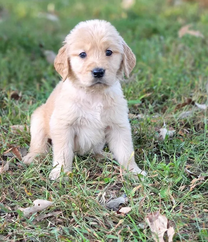 AKC-Purebred Golden Retriever Light-blue Collar Girl – Golden Retriever puppy for sale in Asheville, NC