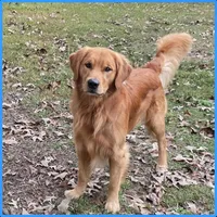 AKC-Purebred Golden Retriever Black Collar Boy, a male Golden Retriever for sale in Asheville, NC – 5 of 5