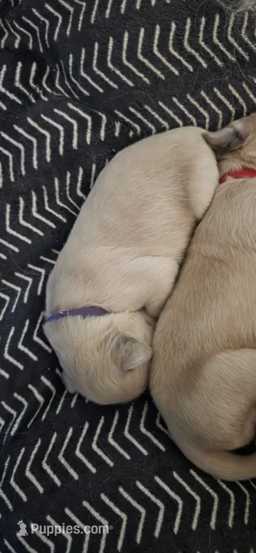 AKC-Purebred Golden Retriever Violet Collar Boy – Golden Retriever puppy for sale in Asheville, NC