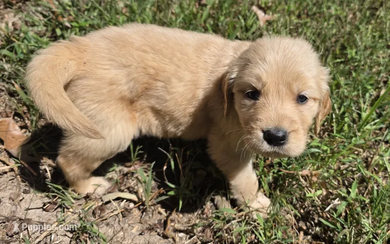 AKC-Purebred Golden Retriever Light-blue Collar Girl – Golden Retriever puppy for sale in Asheville, NC