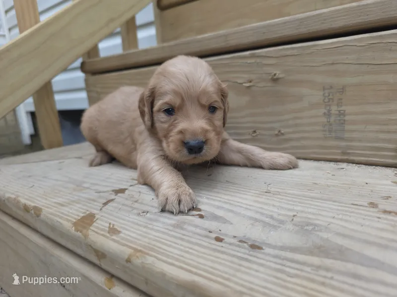 AKC-Purebred Golden Retriever Brown Collar Boy – Golden Retriever puppy for sale in Asheville, NC