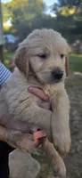 AKC-Purebred Golden Retriever Red Collar Boy, a male Golden Retriever for sale in Asheville, NC – 6 of 10