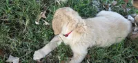 AKC-Purebred Golden Retriever Red Collar Boy, a male Golden Retriever for sale in Asheville, NC – 3 of 10