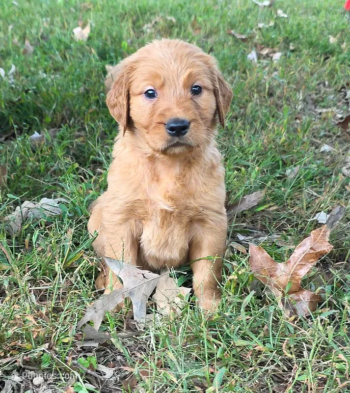 AKC-Purebred Golden Retriever Navy-Green Collar Boy – Golden Retriever puppy for sale in Asheville, NC