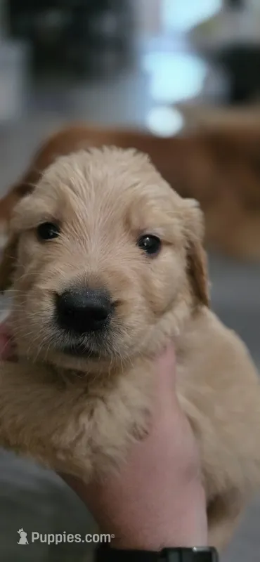 AKC-Purebred Golden Retriever Red Collar Boy – Golden Retriever puppy for sale in Asheville, NC