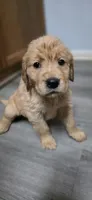 AKC-Purebred Golden Retriever Mint Collar Girl, a female Golden Retriever for sale in Asheville, NC – 4 of 10