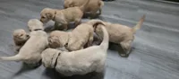 AKC-Purebred Golden Retriever Light-Green Collar Girl, a female Golden Retriever for sale in Asheville, NC – 4 of 10