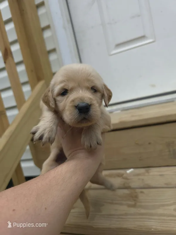 AKC-Purebred Golden Retriever Mint Collar Boy – Golden Retriever puppy for sale in Asheville, NC