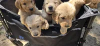 AKC-Purebred Golden Retriever Yellow Collar Girl, a female Golden Retriever for sale in Asheville, NC – 5 of 10