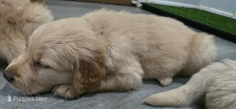 AKC-Purebred Golden Retriever Red Collar Boy – Golden Retriever puppy for sale in Asheville, NC