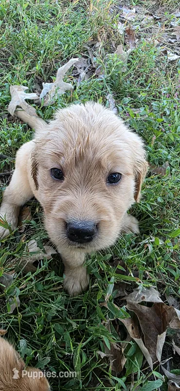 AKC-Purebred Golden Retriever Mint Collar Girl – Golden Retriever puppy for sale in Asheville, NC