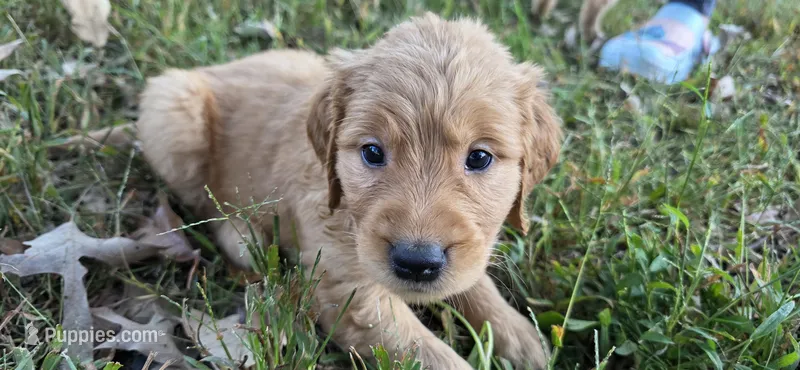 AKC-Purebred Golden Retriever Brown Collar Boy – Golden Retriever puppy for sale in Asheville, NC