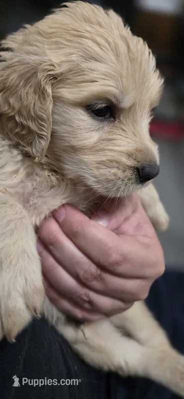 AKC-Purebred Golden Retriever Violet Collar Boy – Golden Retriever puppy for sale in Asheville, NC