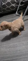AKC-Purebred Golden Retriever Yellow Collar Girl, a female Golden Retriever for sale in Asheville, NC – 3 of 10