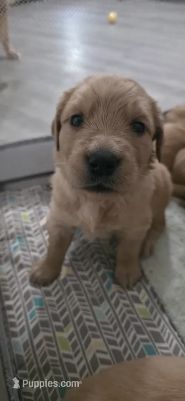 AKC-Purebred Golden Retriever Gray Collar Boy – Golden Retriever puppy for sale in Asheville, NC