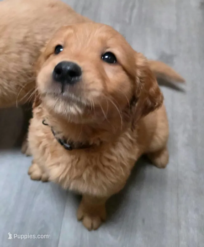 AKC-Purebred Golden Retriever Brown Collar Boy – Golden Retriever puppy for sale in Asheville, NC