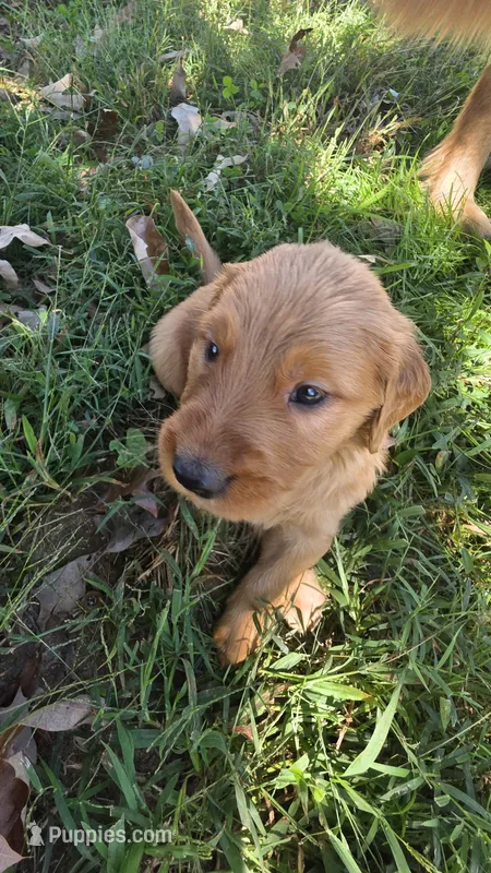 AKC-Purebred Golden Retriever Navy-Green Collar Boy – Golden Retriever puppy for sale in Asheville, NC