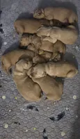 AKC-Purebred Golden Retriever Navy-Green Collar Boy, a male Golden Retriever for sale in Asheville, NC – 3 of 5