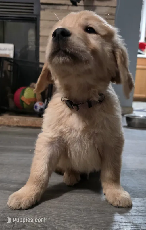 AKC-Purebred Golden Retriever Violet Collar Boy – Golden Retriever puppy for sale in Asheville, NC