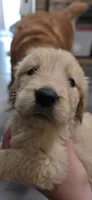 AKC-Purebred Golden Retriever Black Collar Boy, a male Golden Retriever for sale in Asheville, NC – 5 of 10