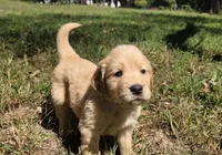 AKC-Purebred Golden Retriever Mint Collar Girl, a female Golden Retriever for sale in Asheville, NC – 6 of 10