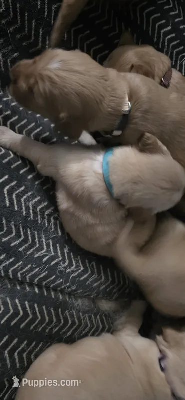 AKC-Purebred Golden Retriever Light-blue Collar Girl – Golden Retriever puppy for sale in Asheville, NC