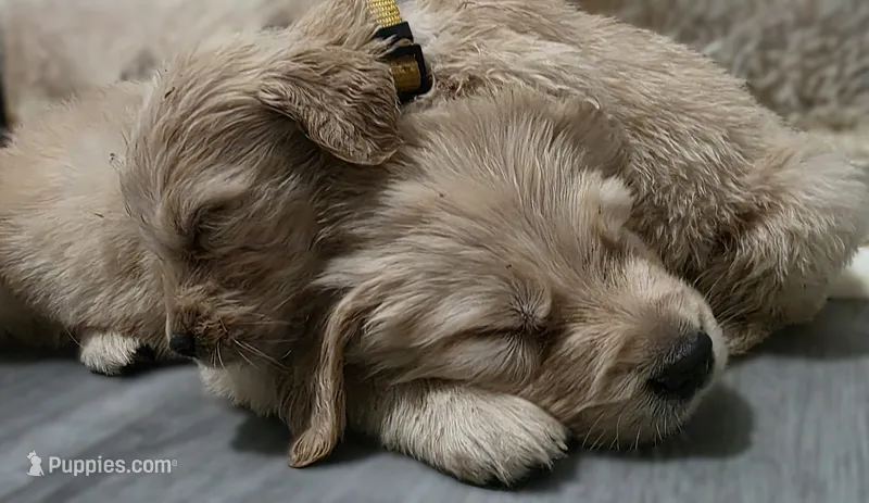 AKC-Purebred Golden Retriever Yellow Collar Girl – Golden Retriever puppy for sale in Asheville, NC