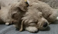 AKC-Purebred Golden Retriever Yellow Collar Girl, a female Golden Retriever for sale in Asheville, NC – 4 of 10